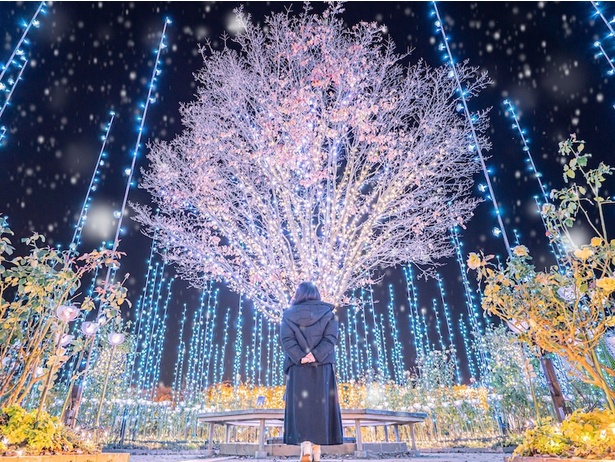 あしかがフラワーパークの「光の花の庭」