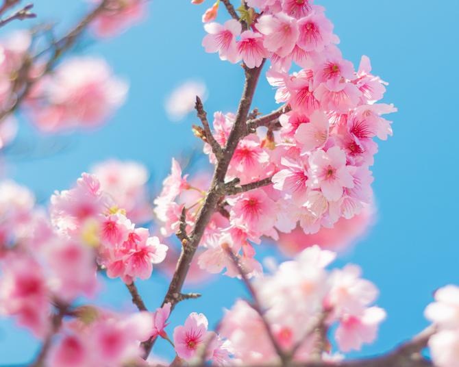 濃い赤色が特徴の早咲きの桜「カンヒザクラ」が見られるおすすめの花見スポット6選