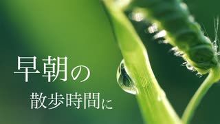 朝の散歩時間に