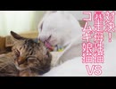 コムギ娘猫、暴走猫母性を新技で回避する