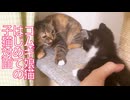 コムギ娘猫、預かり子猫と初対面する