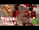 クリスマスだから猫にコスプレさせてみた【クリぼっち】