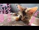 コムギ娘猫、イタズラがバレて反省を表明