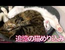 ウチューネコ、コムギ娘猫に愛のめり込み