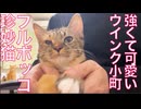 珍妙猫たち、コムギ娘猫にボコボコにされる