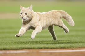 【MLB】メジャーの動物乱入集 Part 1