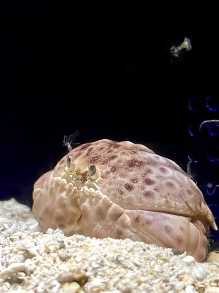 でんかさんも生で見たのは初めてだったマルミカラッパ