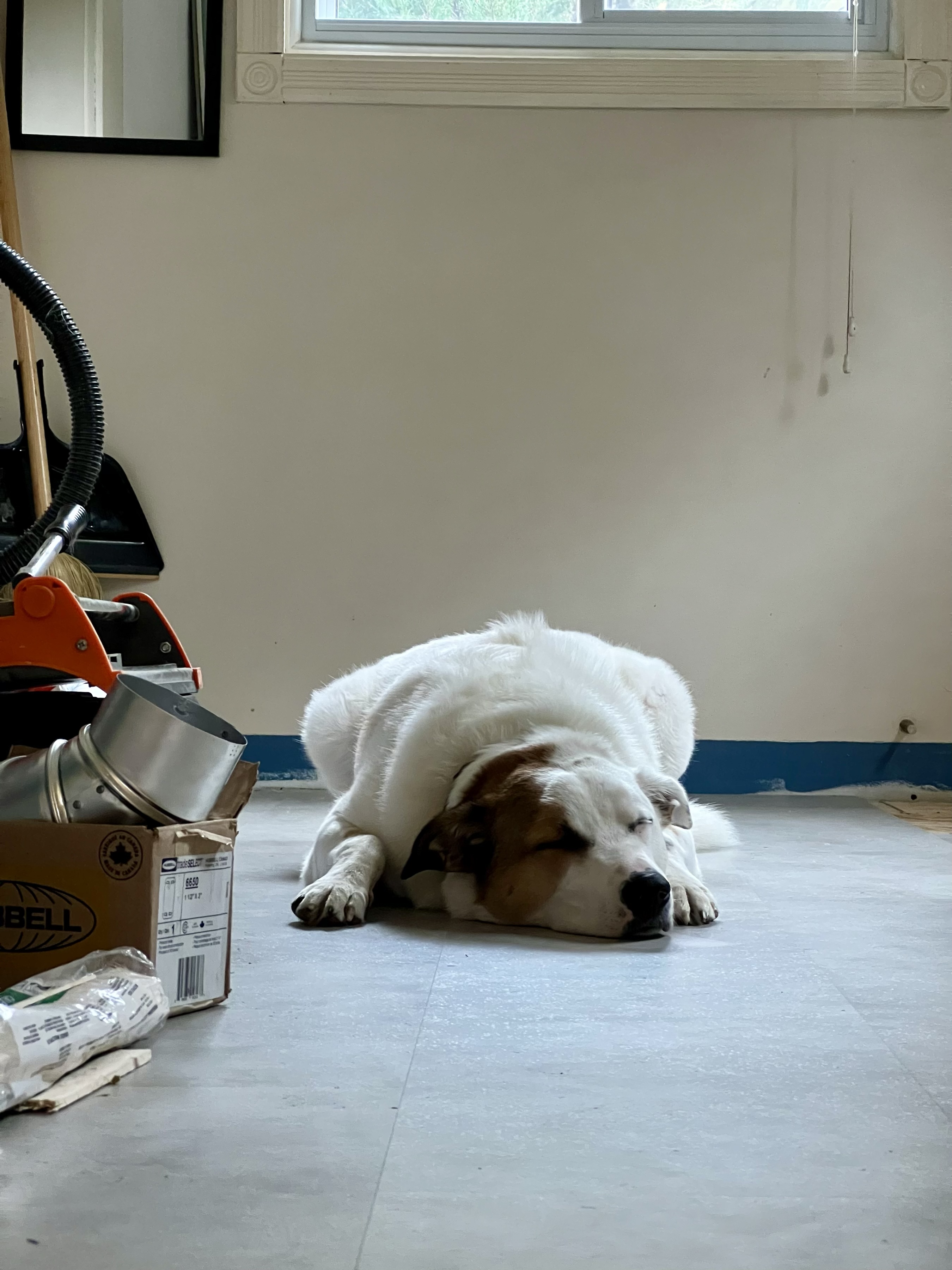 My dog, Billy, laying on the new flooring in my home