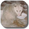 opossum.png