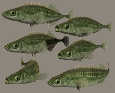 Amur Ninespine Stickleback royalty-free 3d model - Preview no. 13