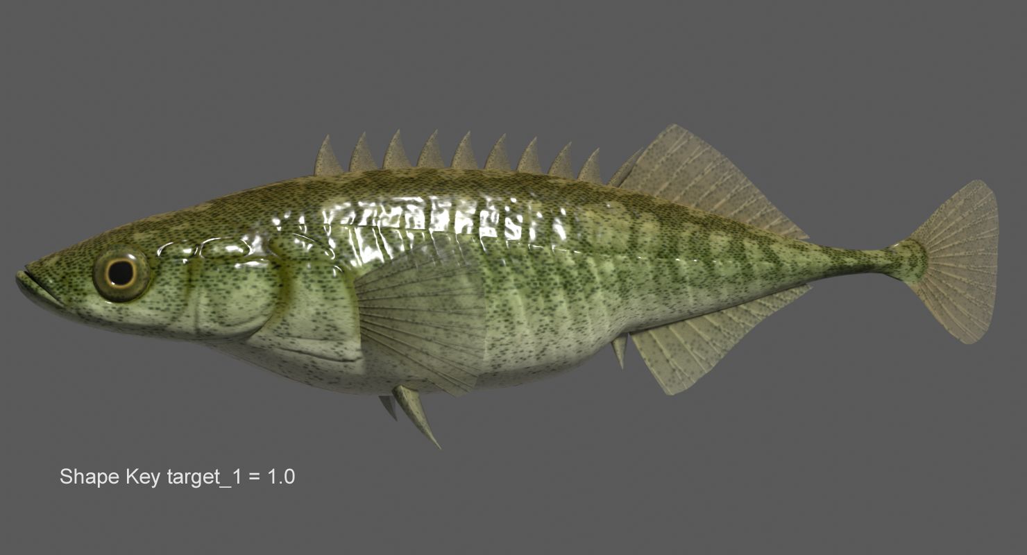 Amur Ninespine Stickleback royalty-free 3d model - Preview no. 6