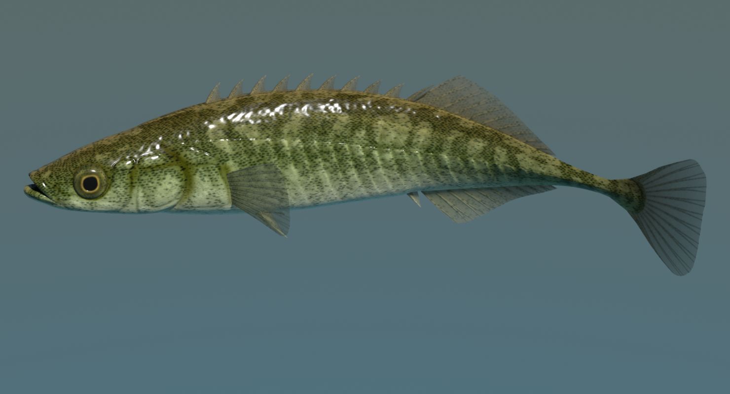 Amur Ninespine Stickleback royalty-free 3d model - Preview no. 8