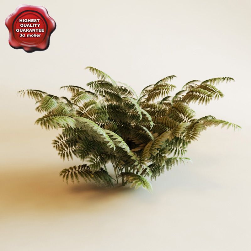 Ferns 3d model