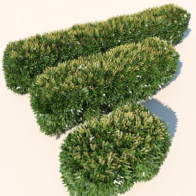 植物开花对冲 3d model