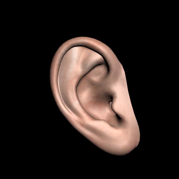 human Ear 3d model