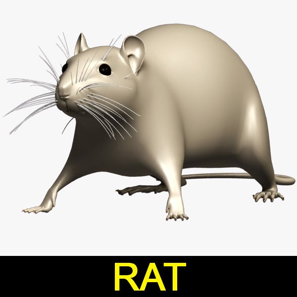 Rat 3d model