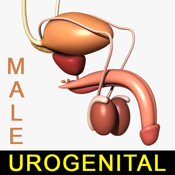 Male urogenitala systemet 3d model