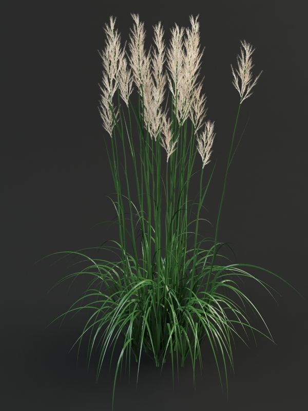 Reedgrass calamagrostis 3d model