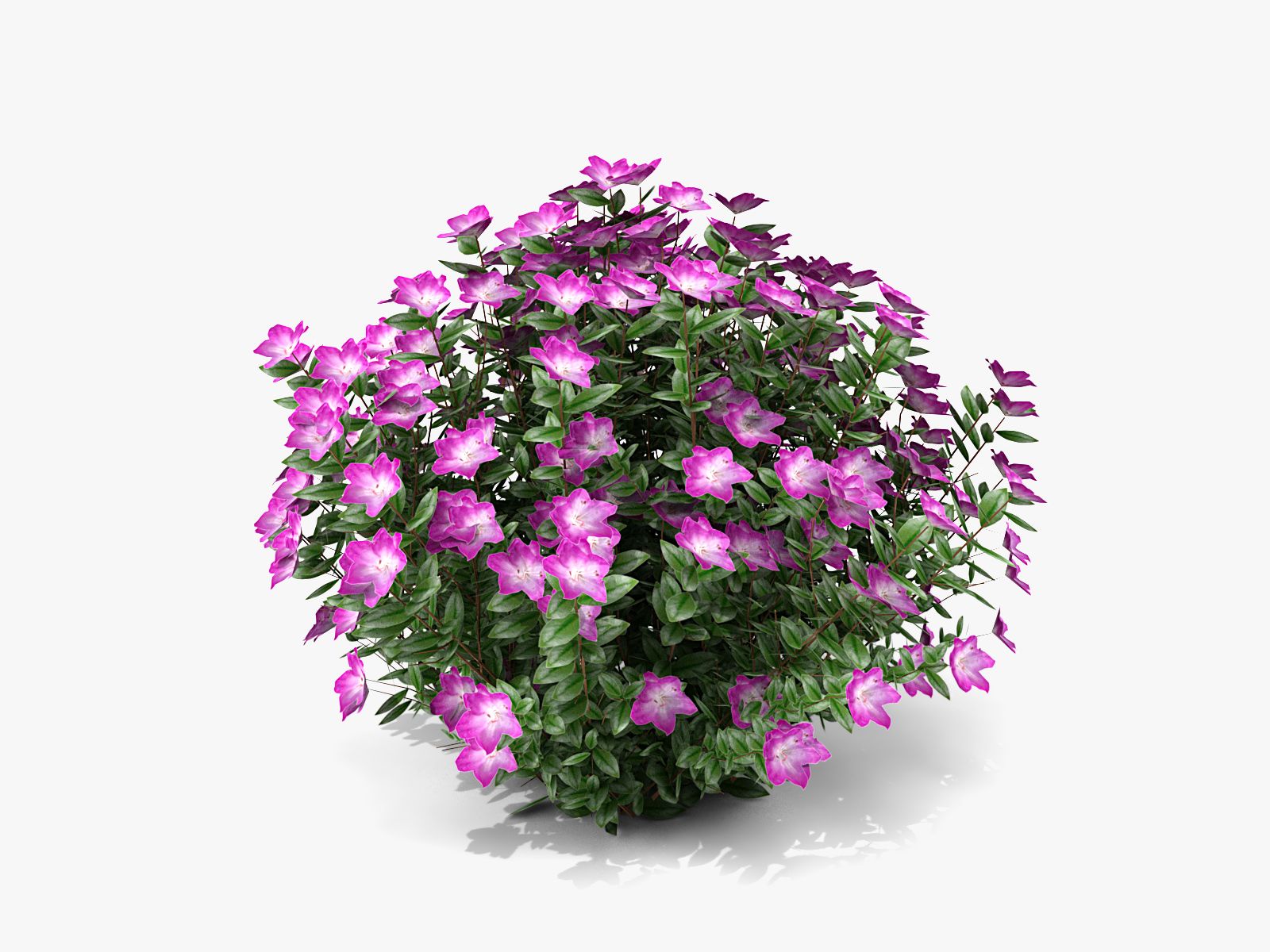 有花的植物 3d model