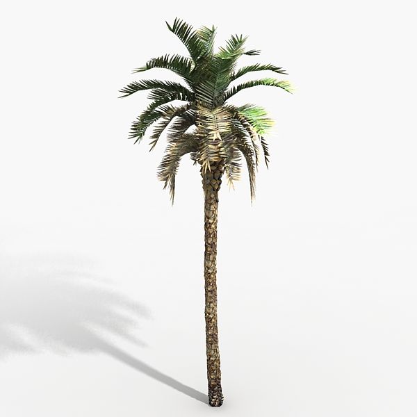 Plant Palm Phoenix 3d model