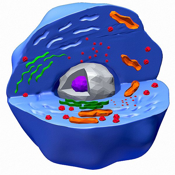 Human Cell Color 3d model