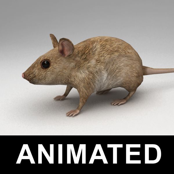 Mouse rigged 3d model