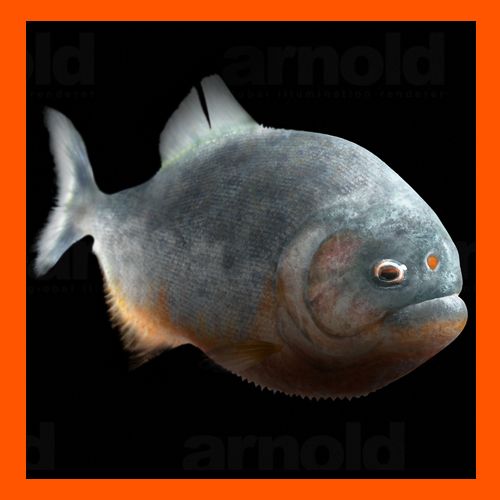 Piranha 3d model