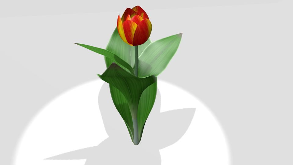 Tulipe sauvage 3d model