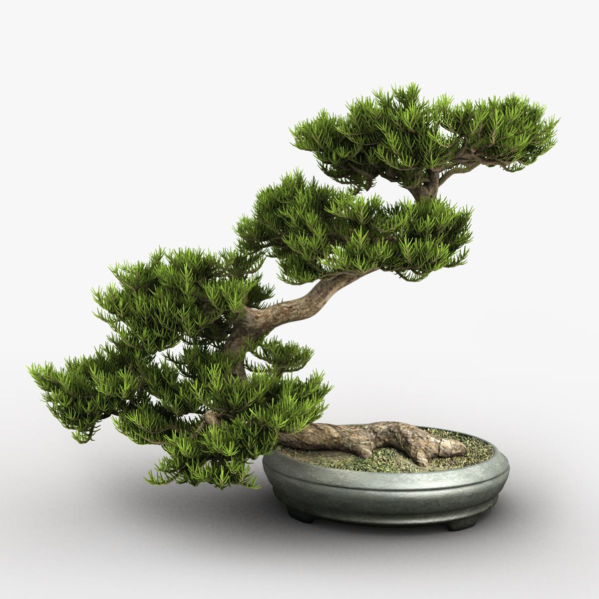 Bonsai 3d model