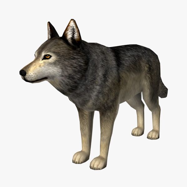 Lobo modelo 3d