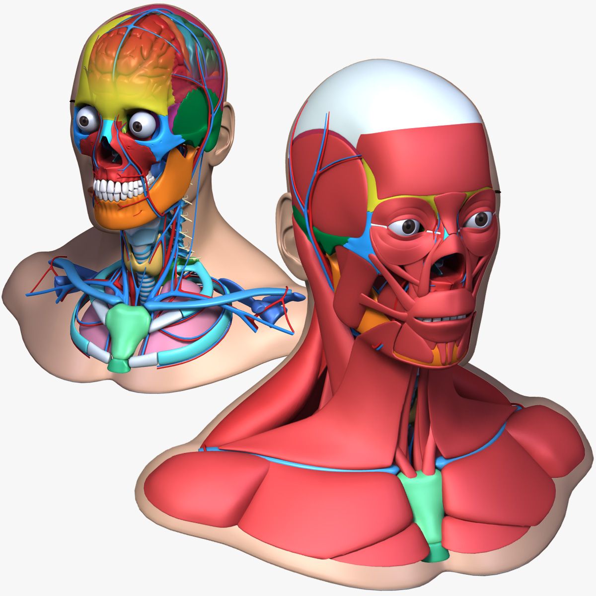 男性の頭の解剖学 3d model