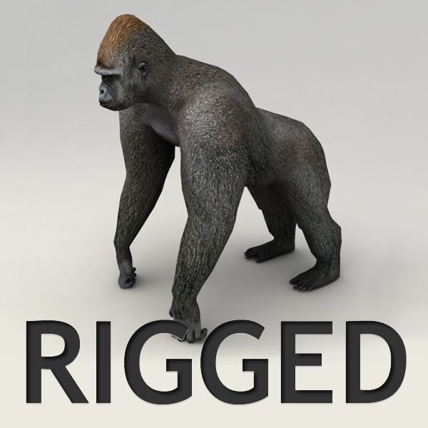 Gorilla rigged 3d model