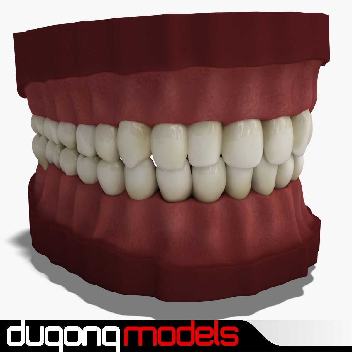 Denti 3d model