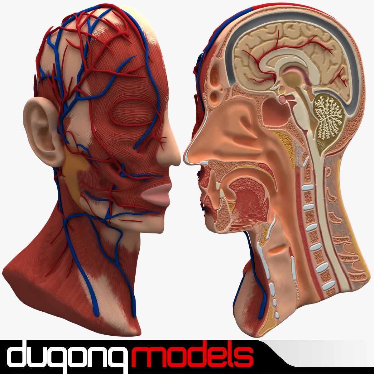 解剖学の頭の断面図 3d model