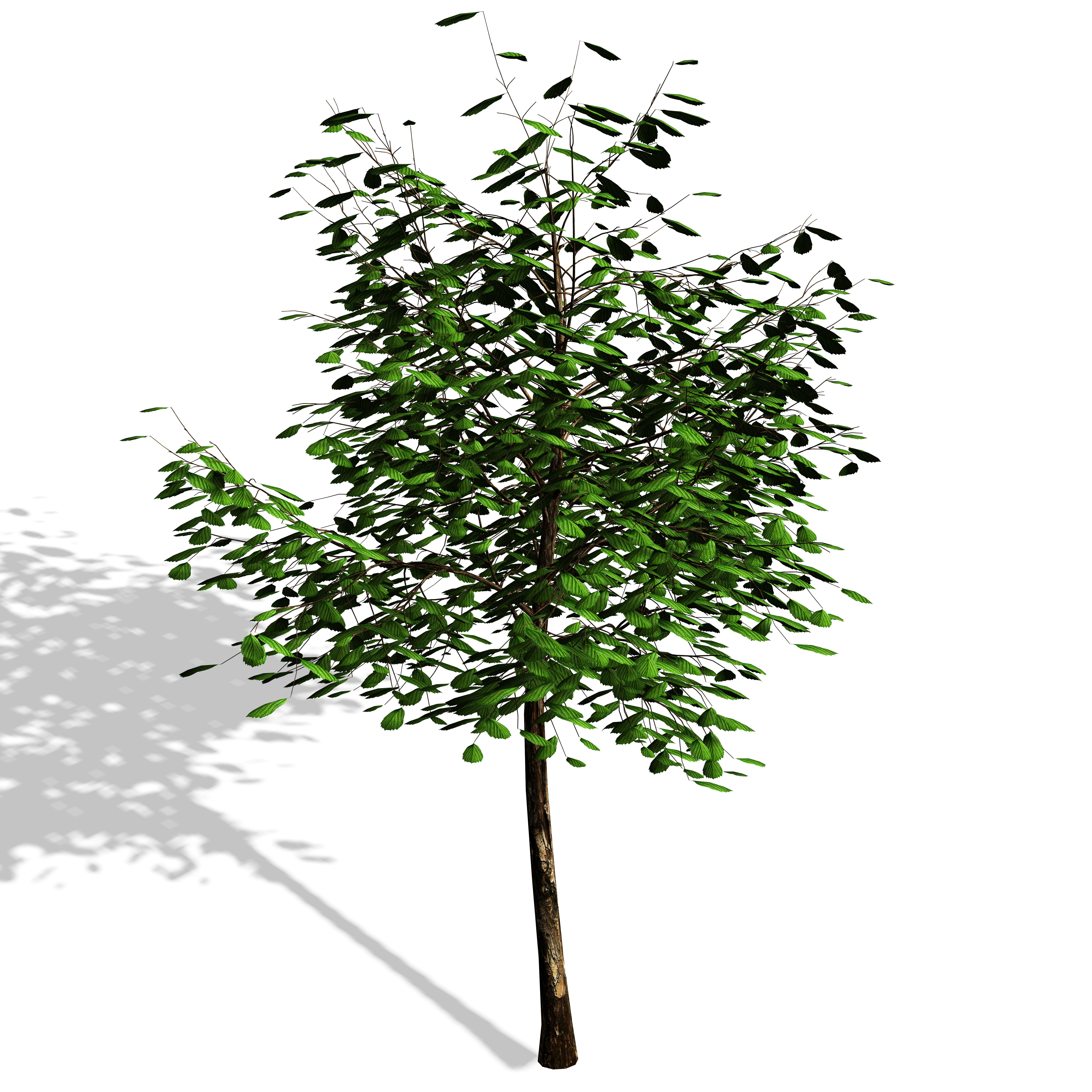 SIMPLE TREE 3d model