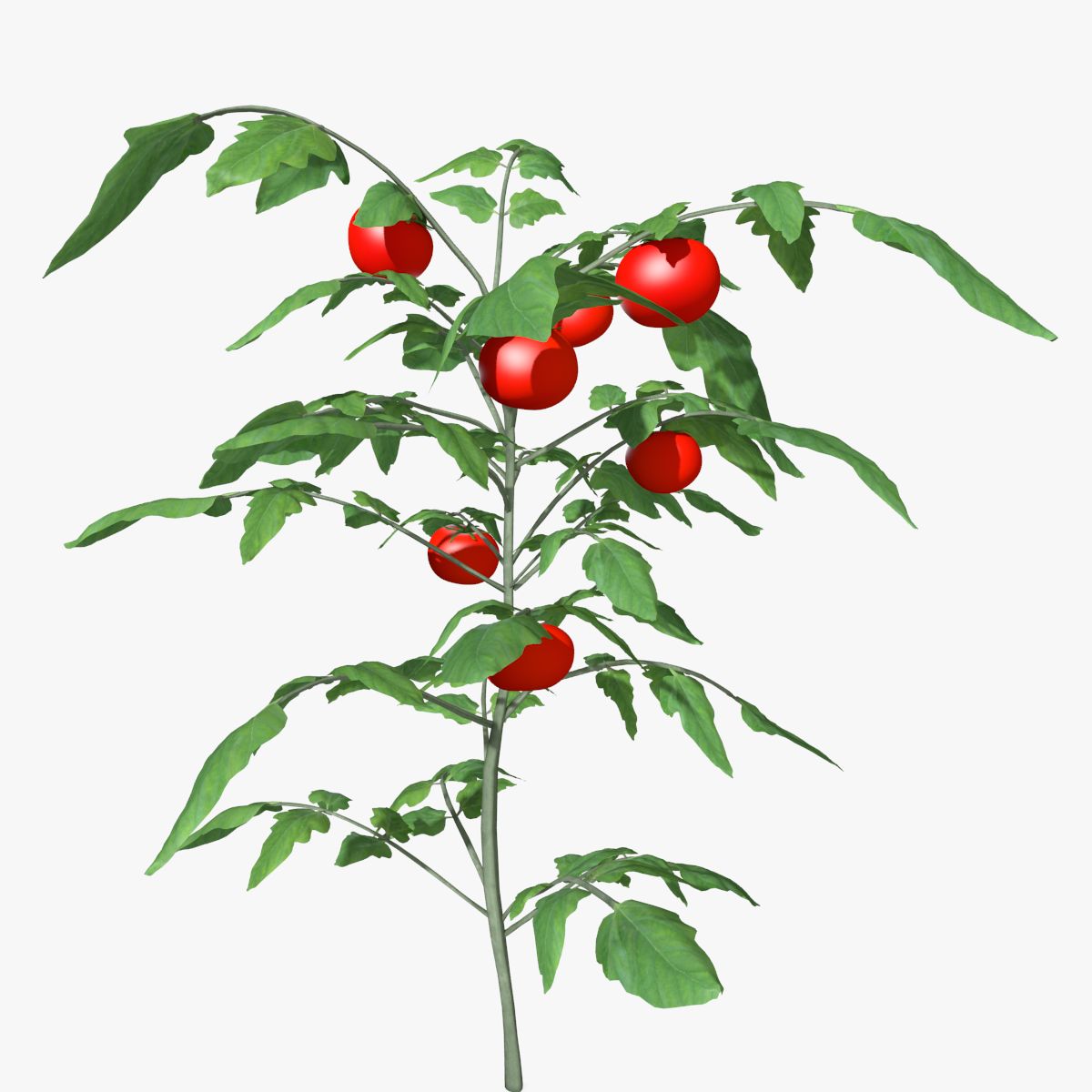 Plant de tomate 3d model