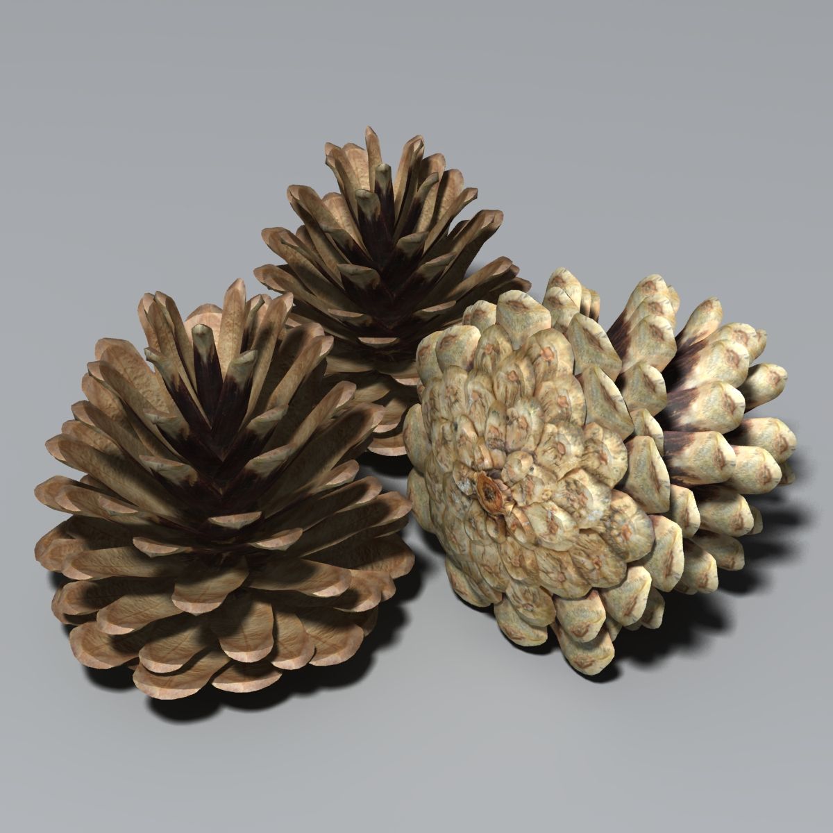 Fir Cone 3d model