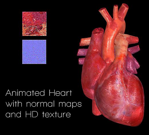 Animado corazon modelo 3d