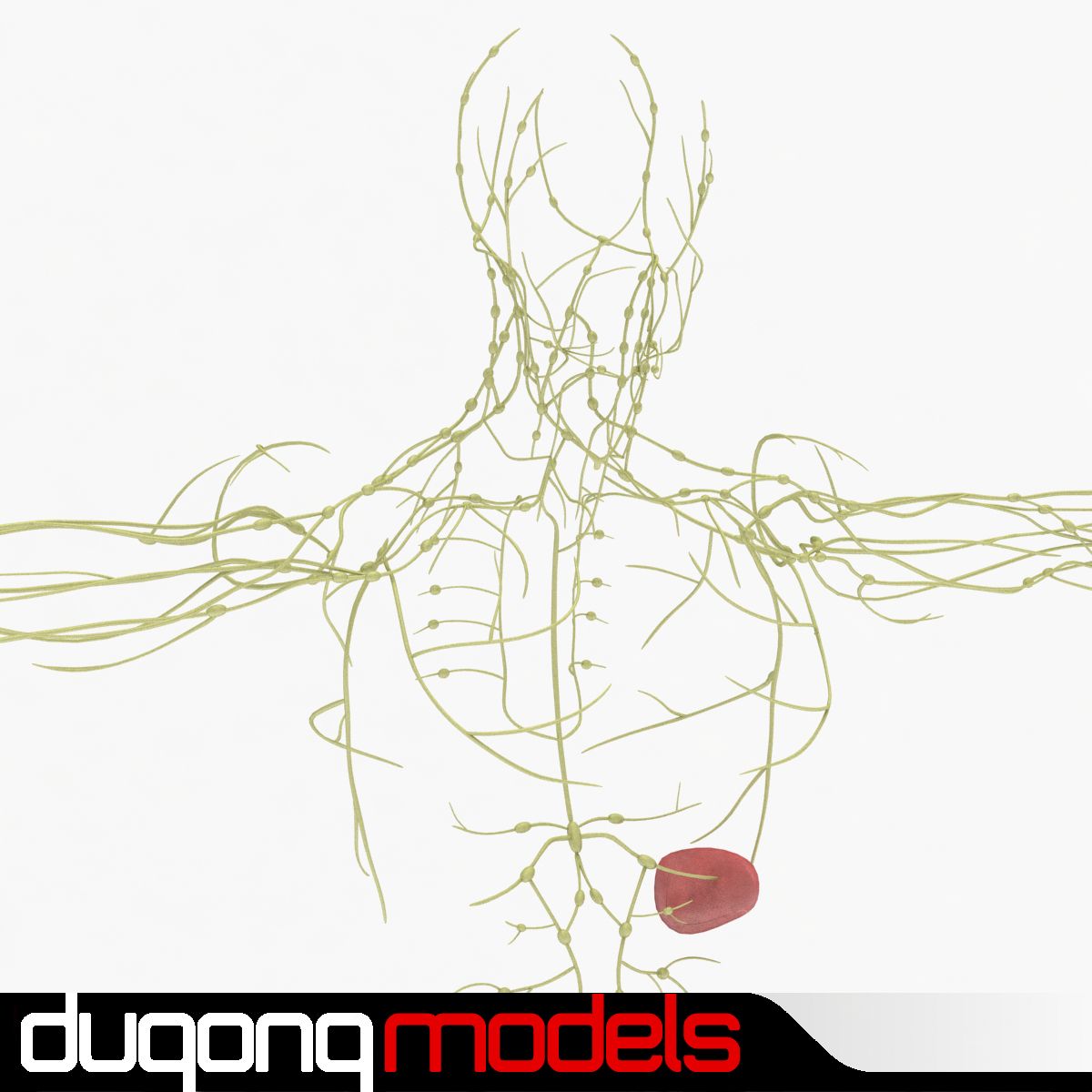 Sistema linfatico umano 3d model