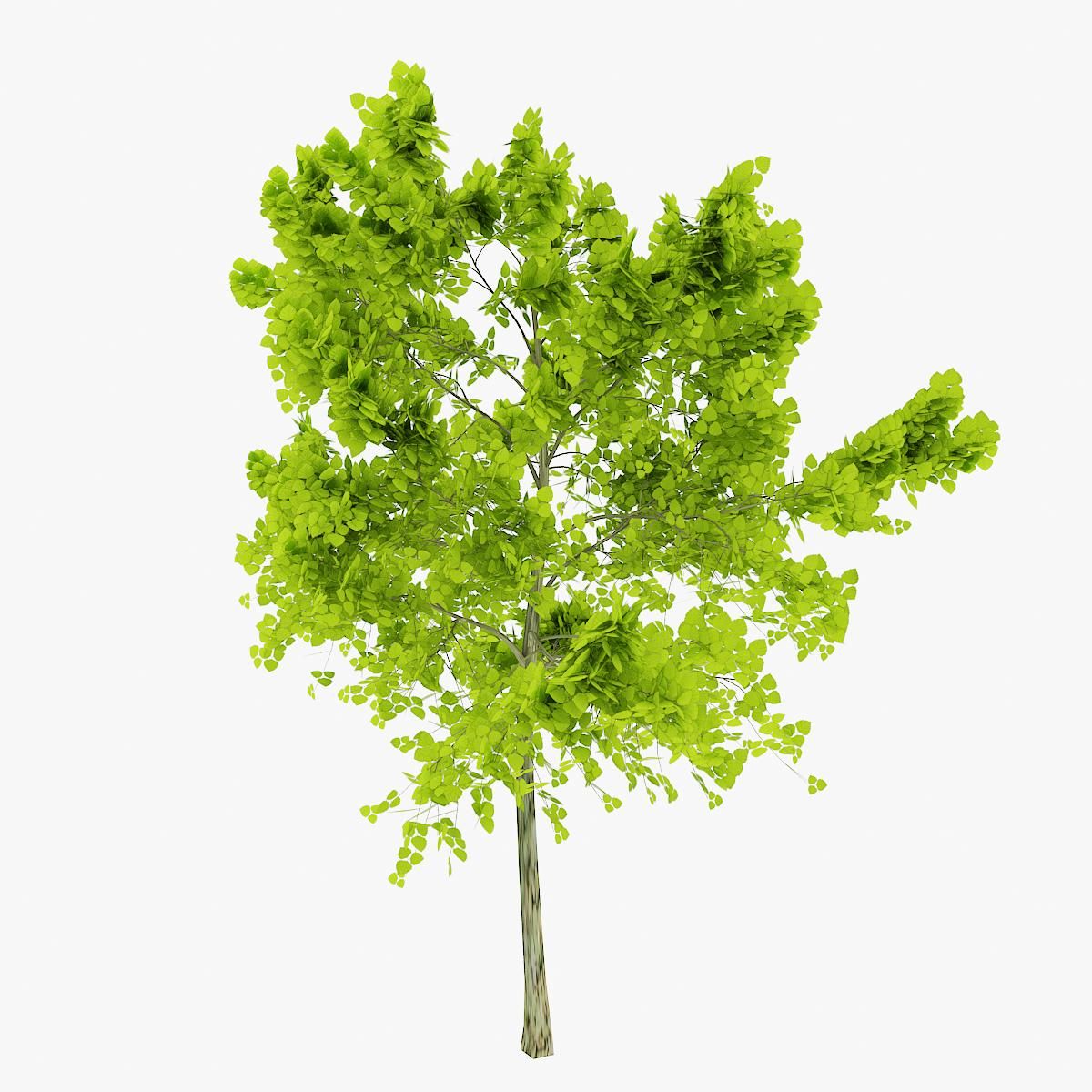 Albero 1 3d model