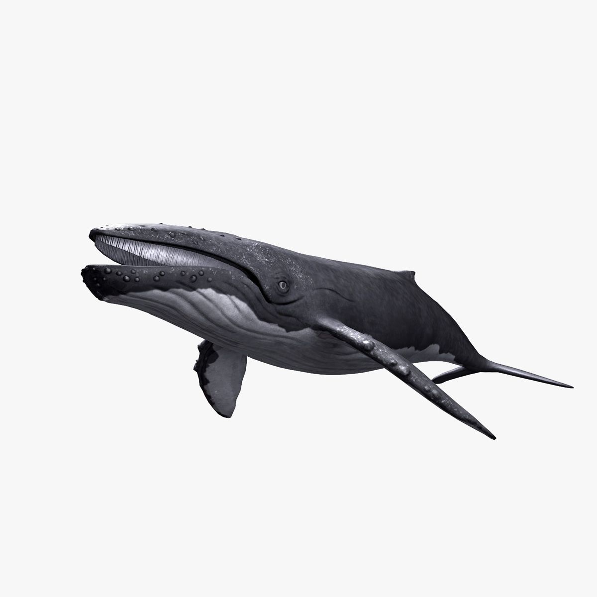 humpback whale 3d model