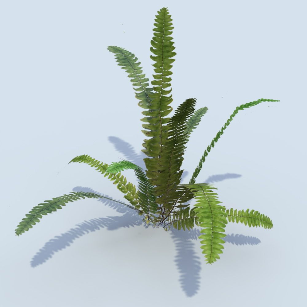 Fern_01 3d model