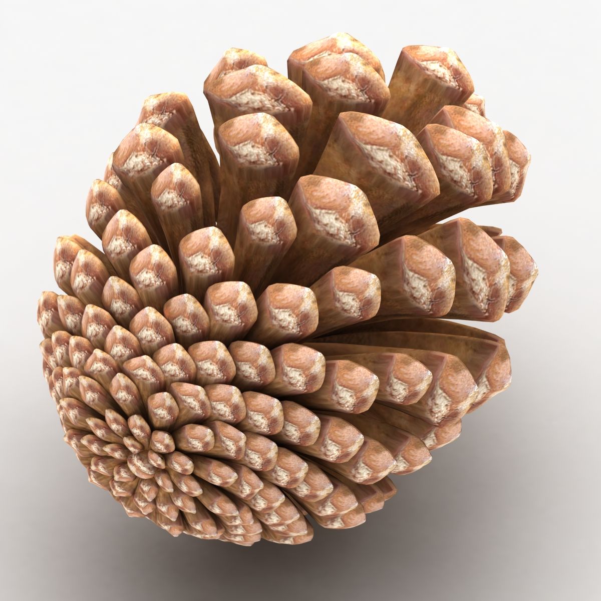 Fir Cone royalty-free 3d model - Preview no. 5