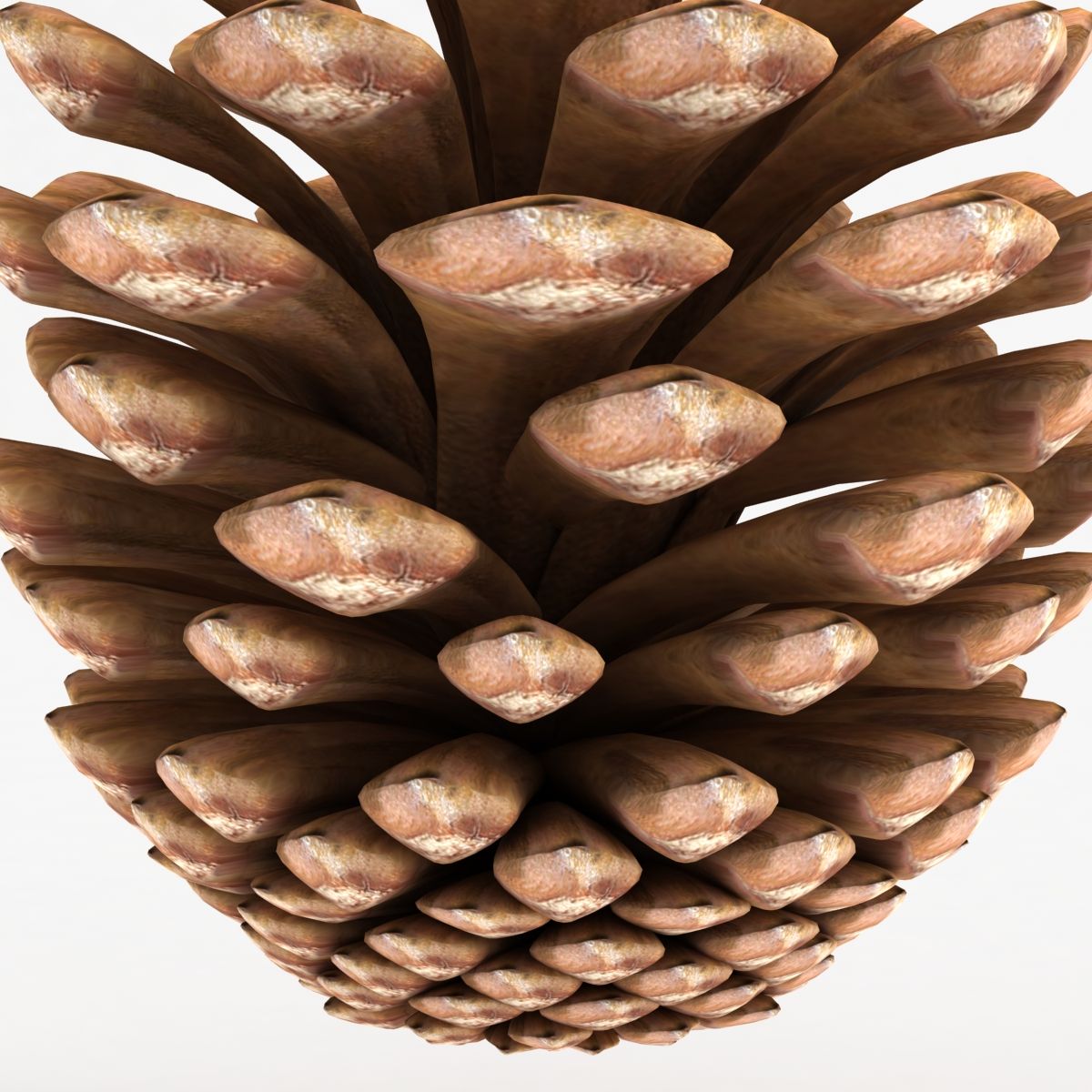 Fir Cone royalty-free 3d model - Preview no. 8