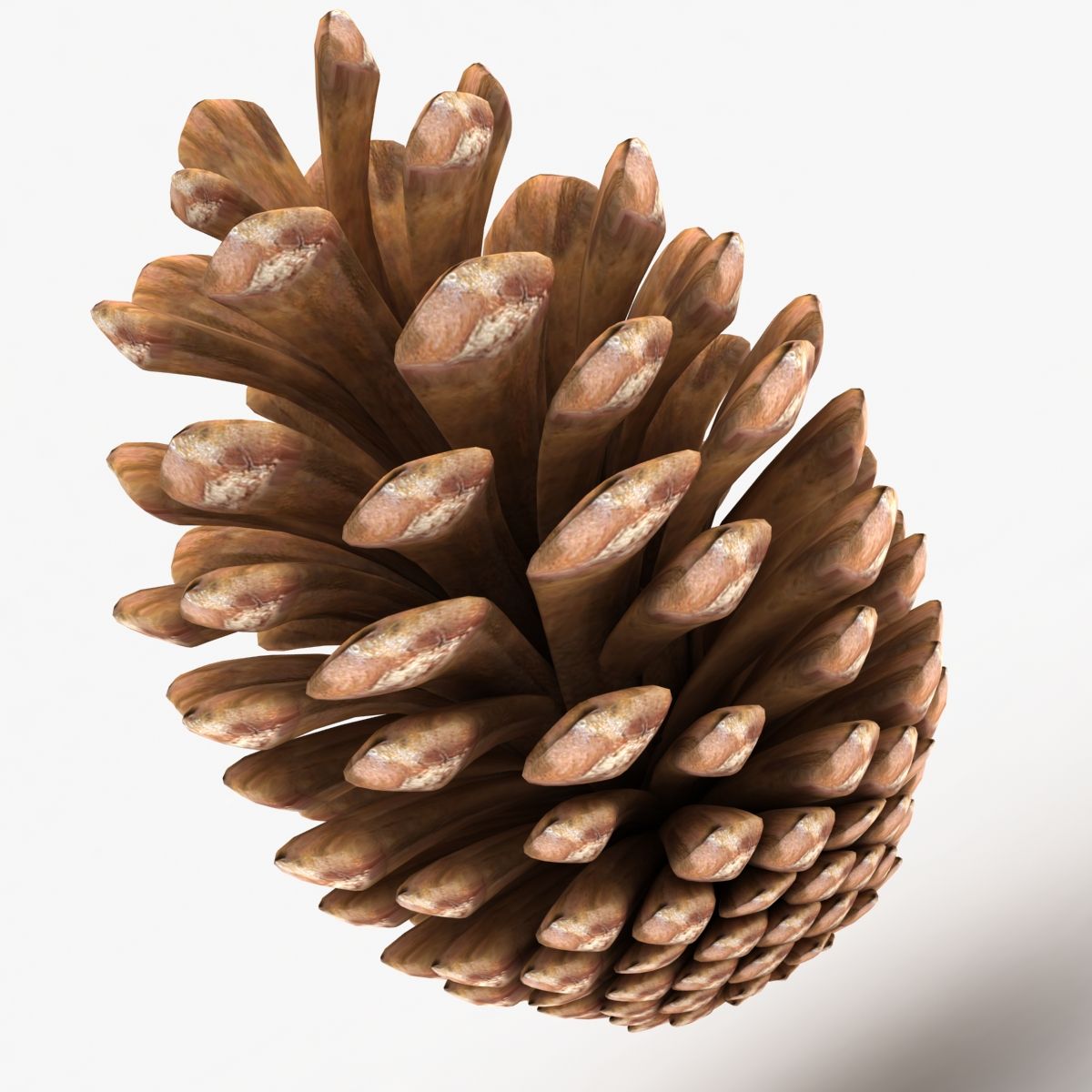 Fir Cone royalty-free 3d model - Preview no. 2