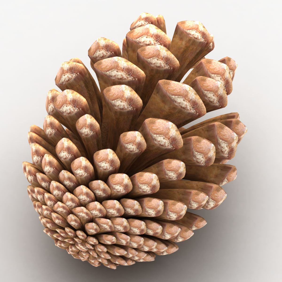 Fir Cone royalty-free 3d model - Preview no. 4