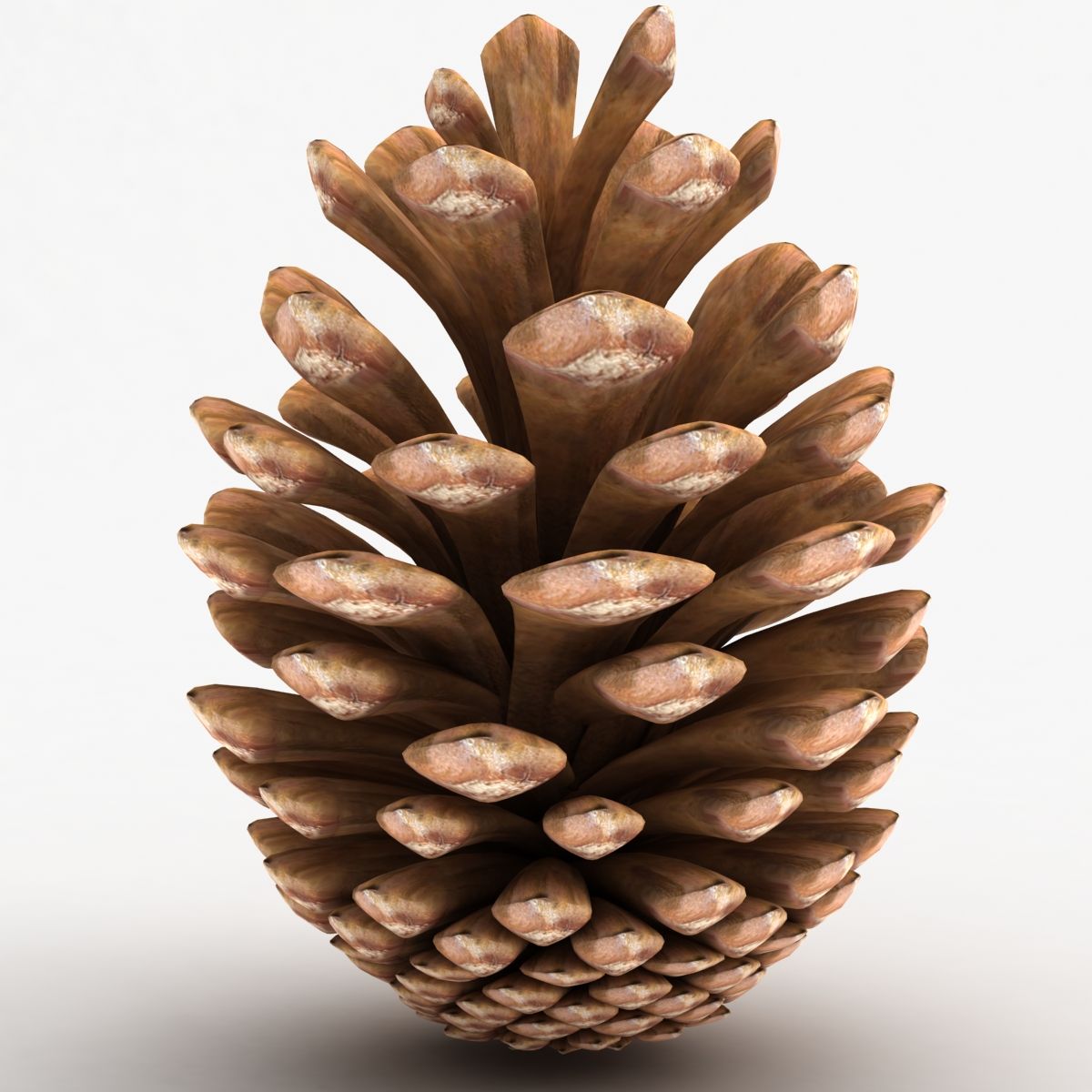 Fir Cone royalty-free 3d model - Preview no. 3