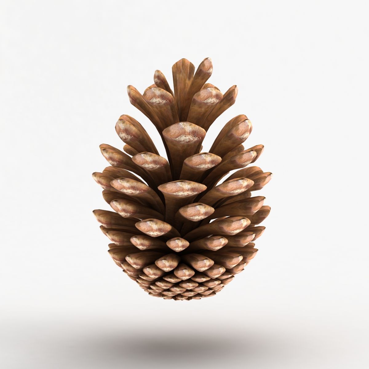 Fir Cone royalty-free 3d model - Preview no. 7