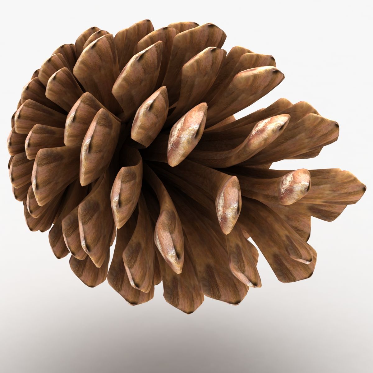 Fir Cone royalty-free 3d model - Preview no. 6