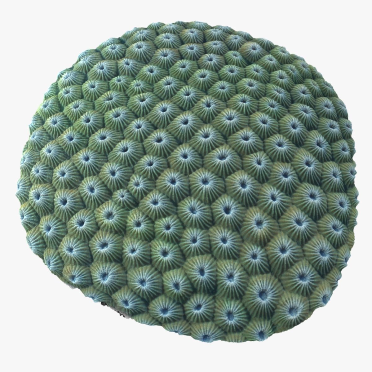 Favia Coral 3d model